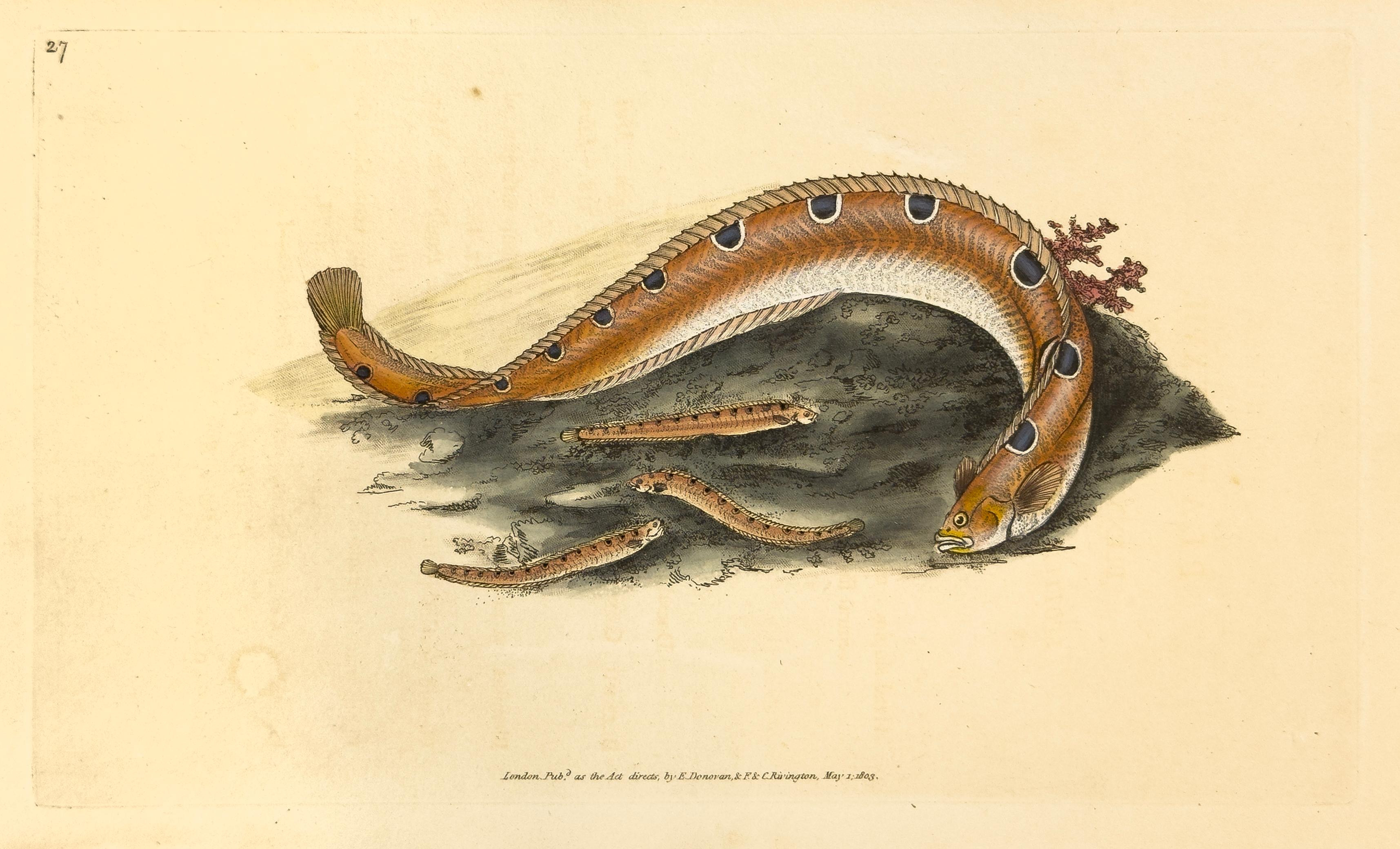 Edward Donovan Animal Print - 27: Blennius gunnellus, Spotted Blenny or Butter Fish