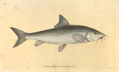 Antique 29: Cyprinus barbus, Barbel