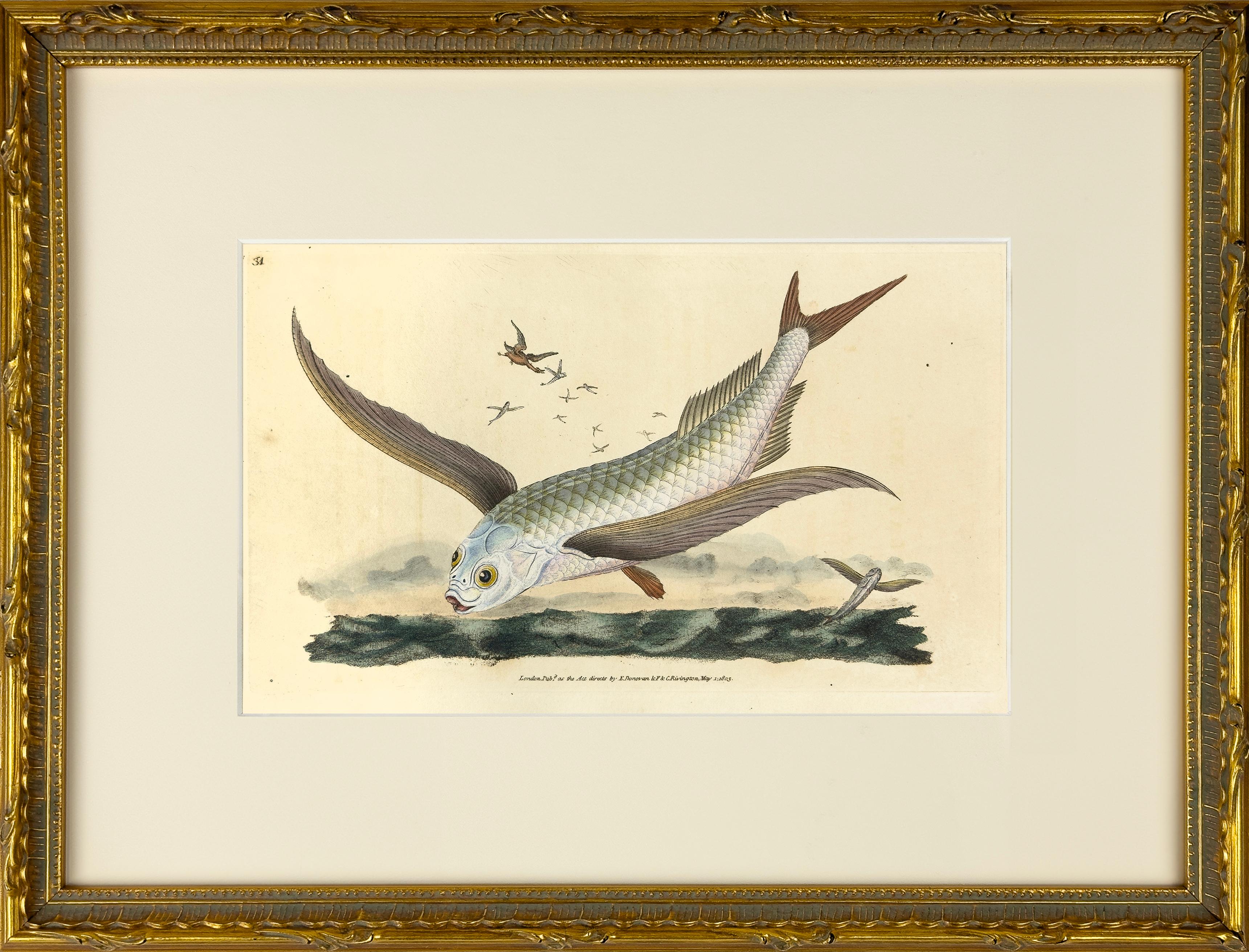 31: Exocoetus Volantanen, häufige fliegende Fische – Print von Edward Donovan
