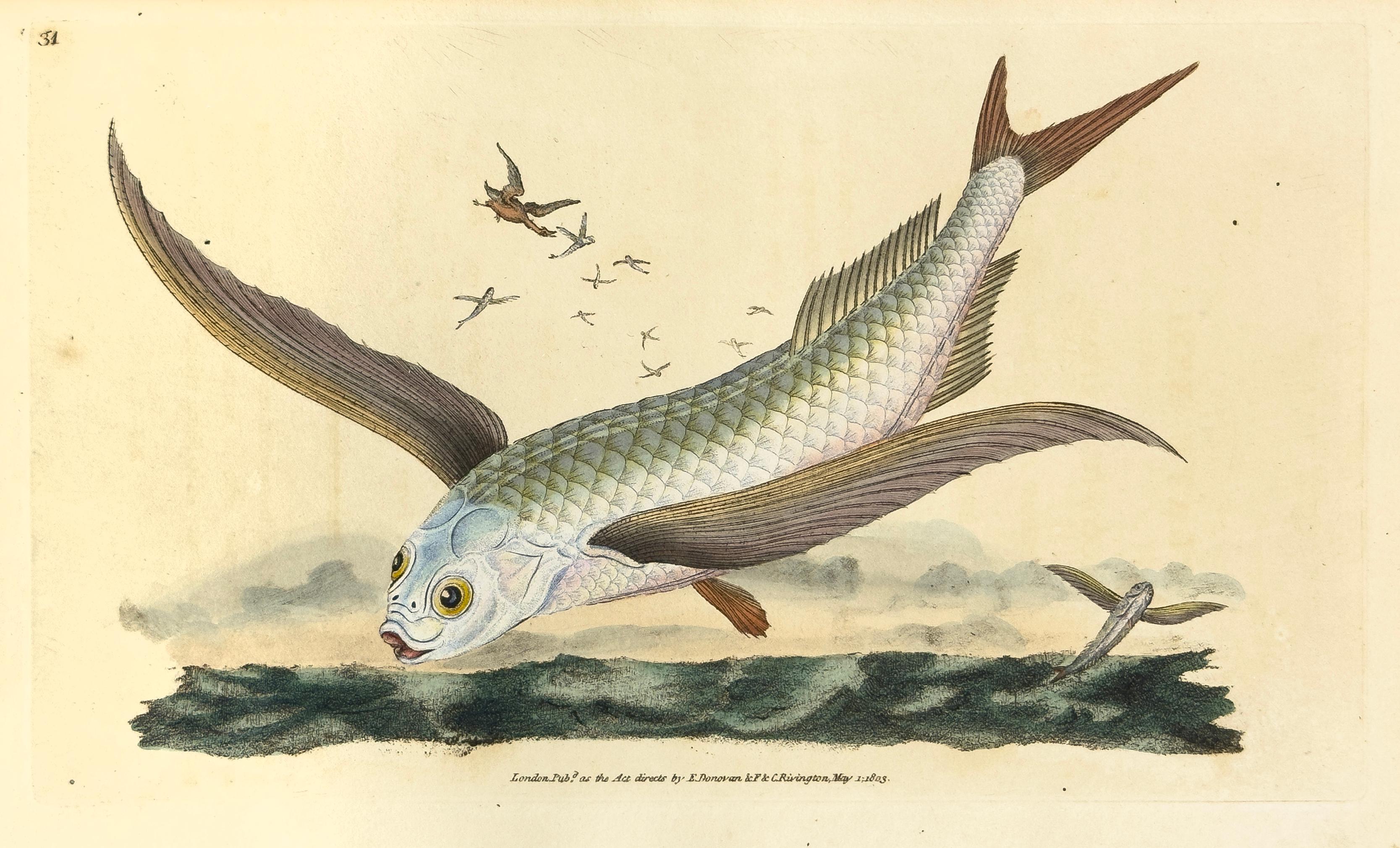 Edward Donovan Animal Print – 31: Exocoetus Volantanen, häufige fliegende Fische