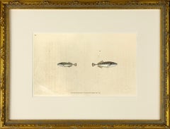 32: Gasterosteus pungitius, spinarello minore o a dieci spine