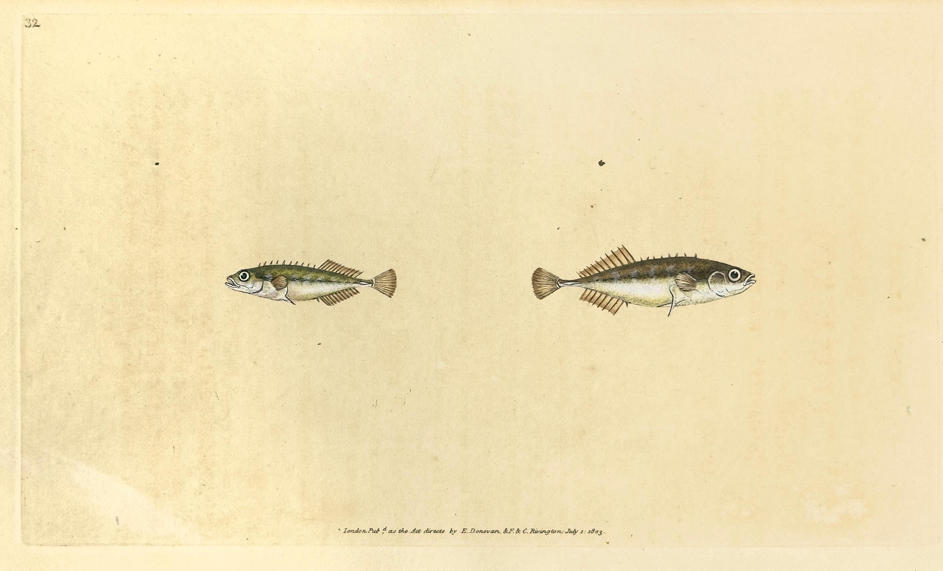 Edward Donovan Animal Print – 32: Gasterosteus pungitius, Lesser oder Zehn Spiniertes Stickleback