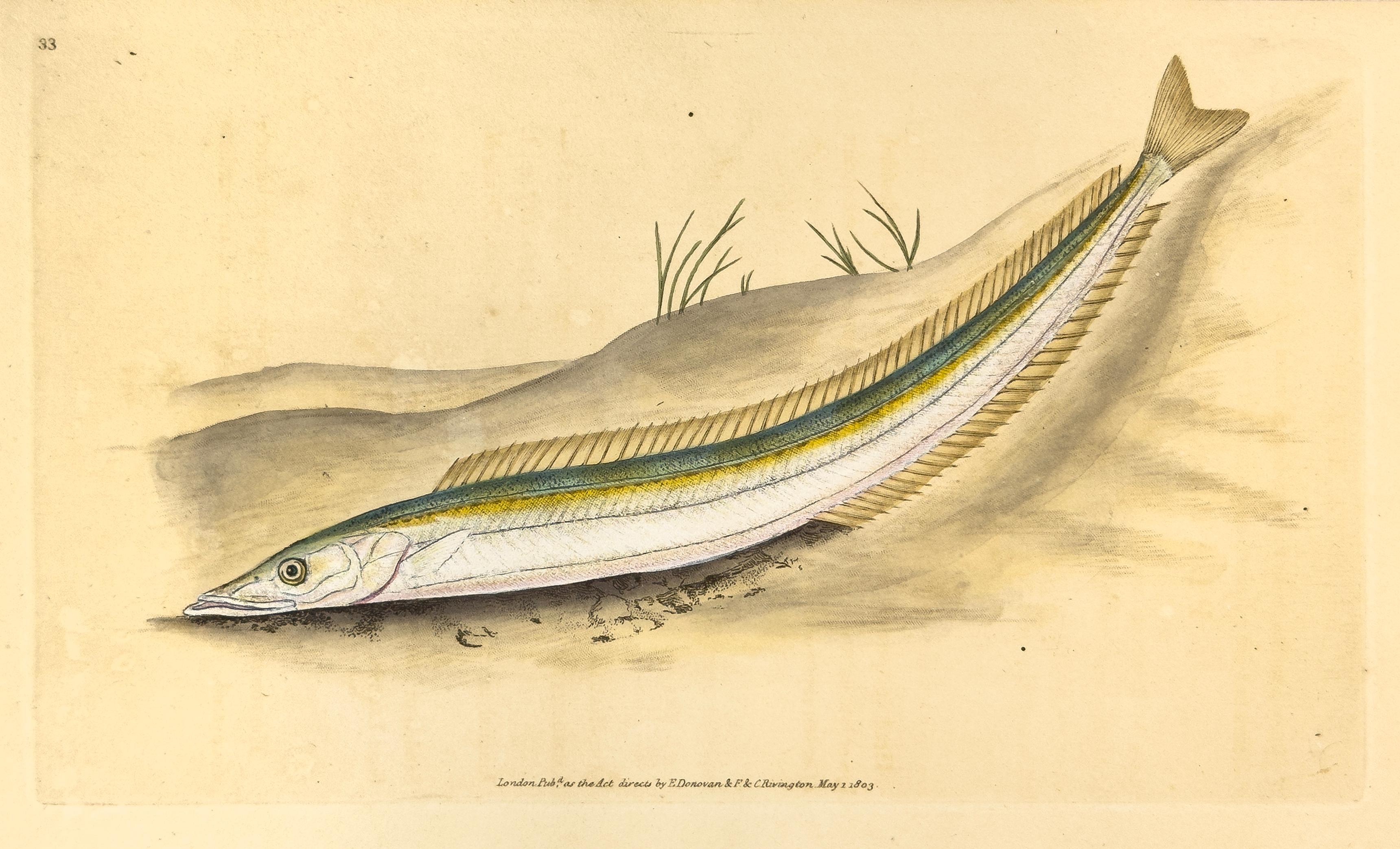 Edward Donovan Animal Print – 33: Ammodytes tobianus, Sand-Launce oder Sand-Eel