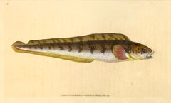 34: Blennius viviparus, Viviparus Schleimfisch