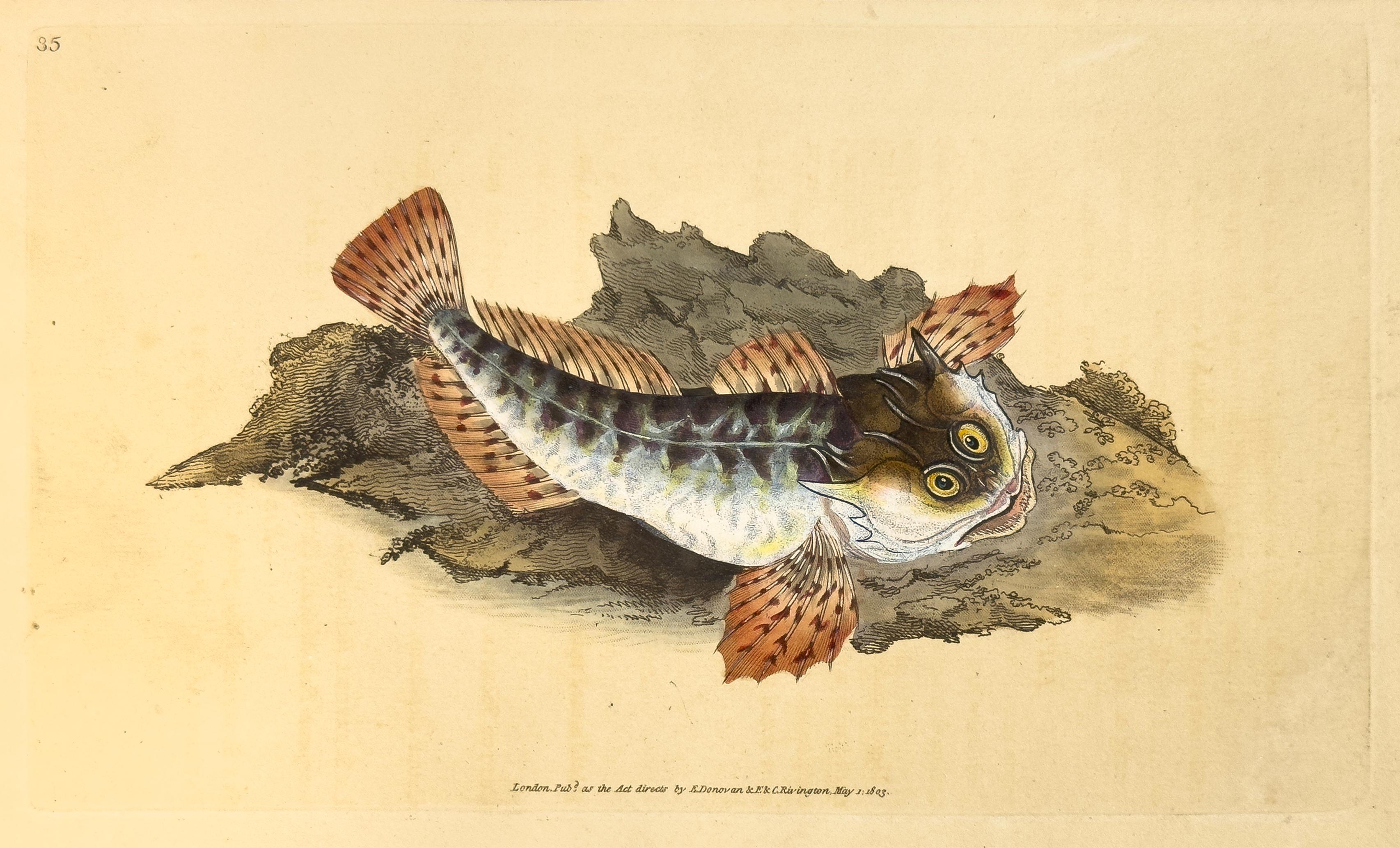 Edward Donovan Animal Print – 35: Cottus scorpious, Vater Lasher oder Meeres Skorpion