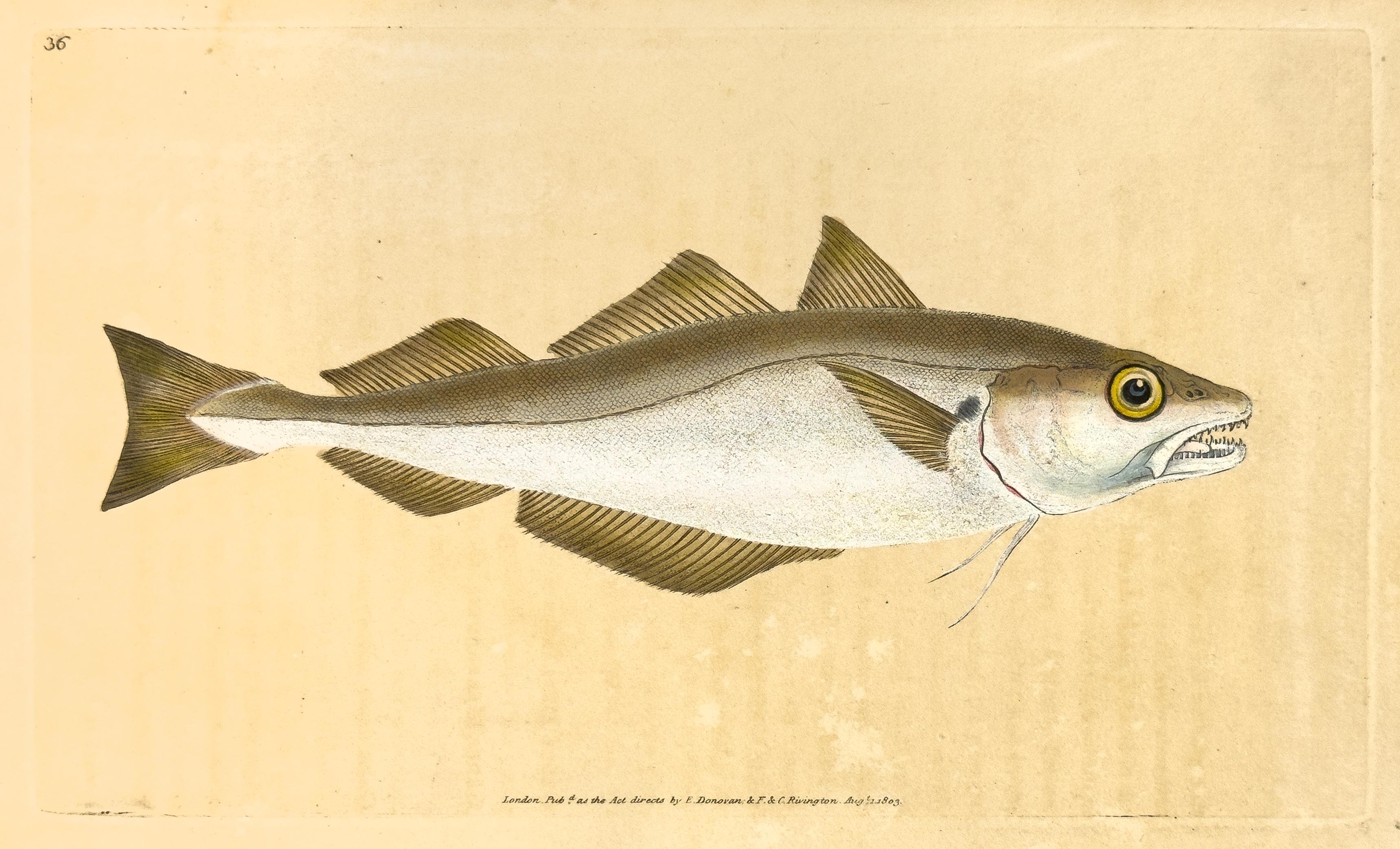 Edward Donovan Print - 36: Gadus merlangus, Whiting