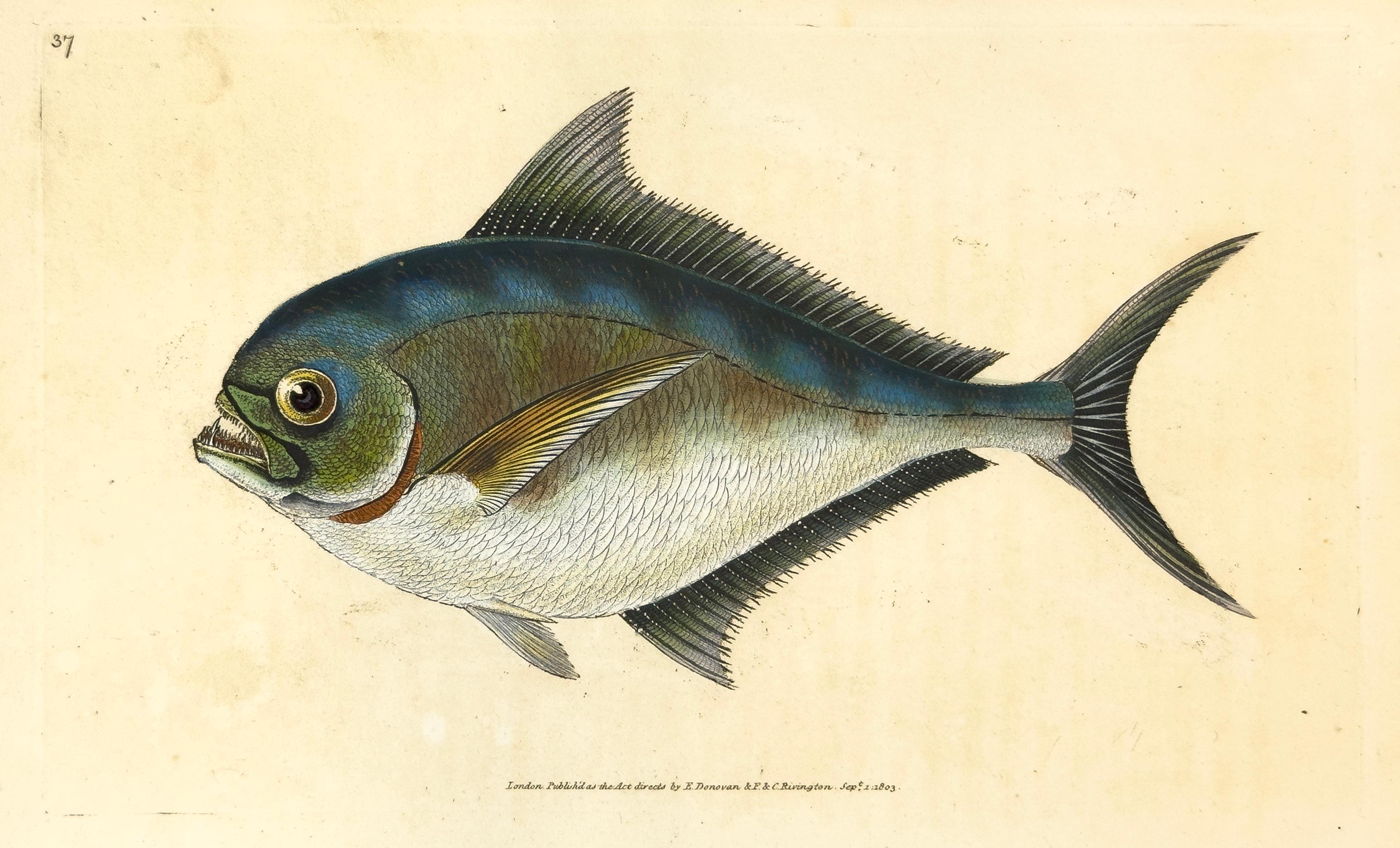 Edward Donovan Print - 37: Sparus rail, Ray's Toothed Gilt-Head