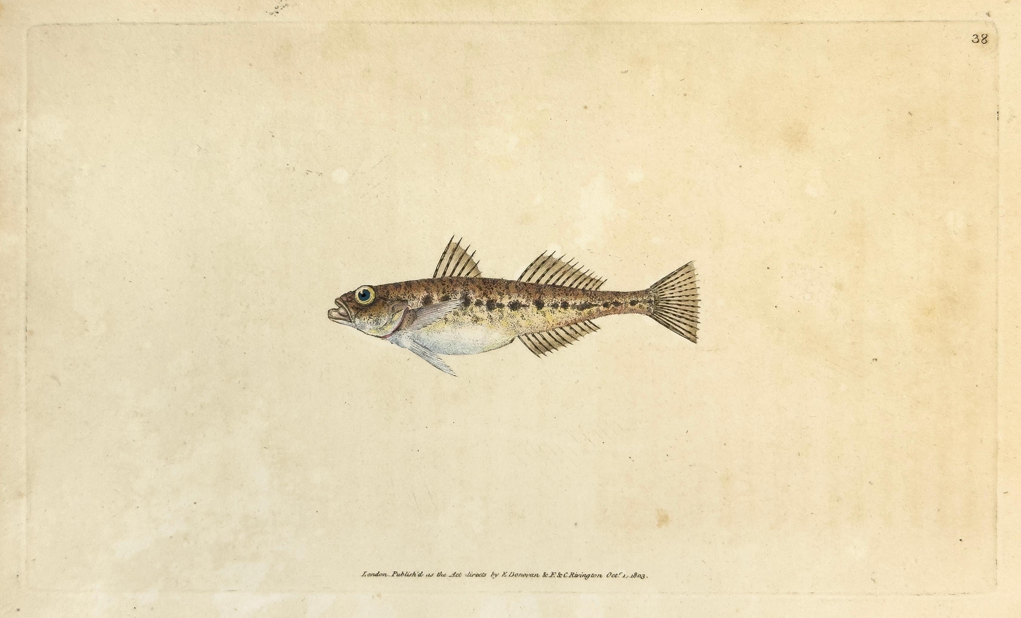 Edward Donovan Animal Print - 38: Gobius minutus, Spotted Goby
