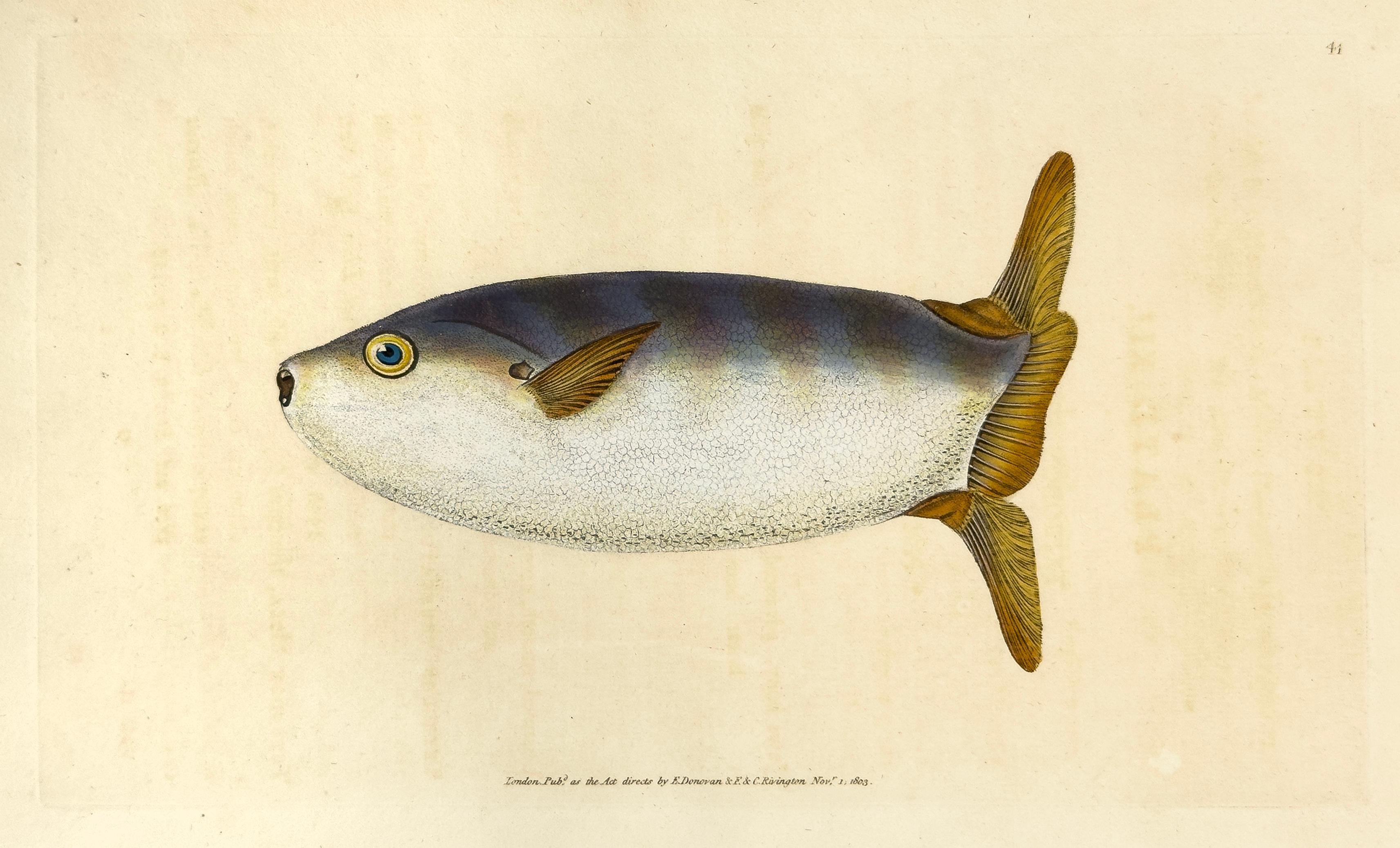 Edward Donovan Animal Print - 41: Tetrodon truncatus, Truncated Sun-Fish