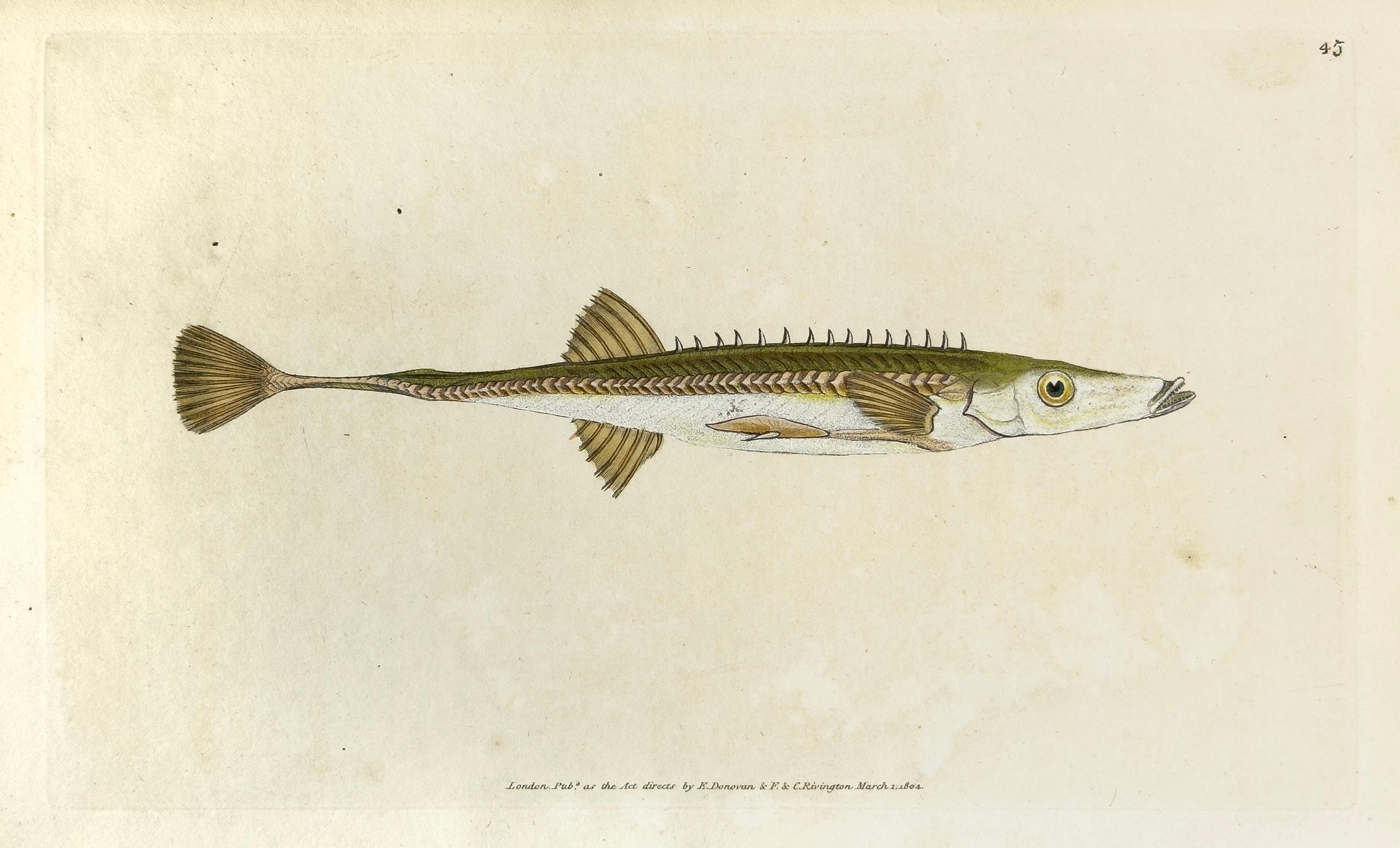 Animal Print Edward Donovan - 45 : Gasterosteus spinachia, quinze fermoirs fuselés