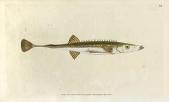 Antique 45: Gasterosteus spinachia, Fifteen Spined Stickleback