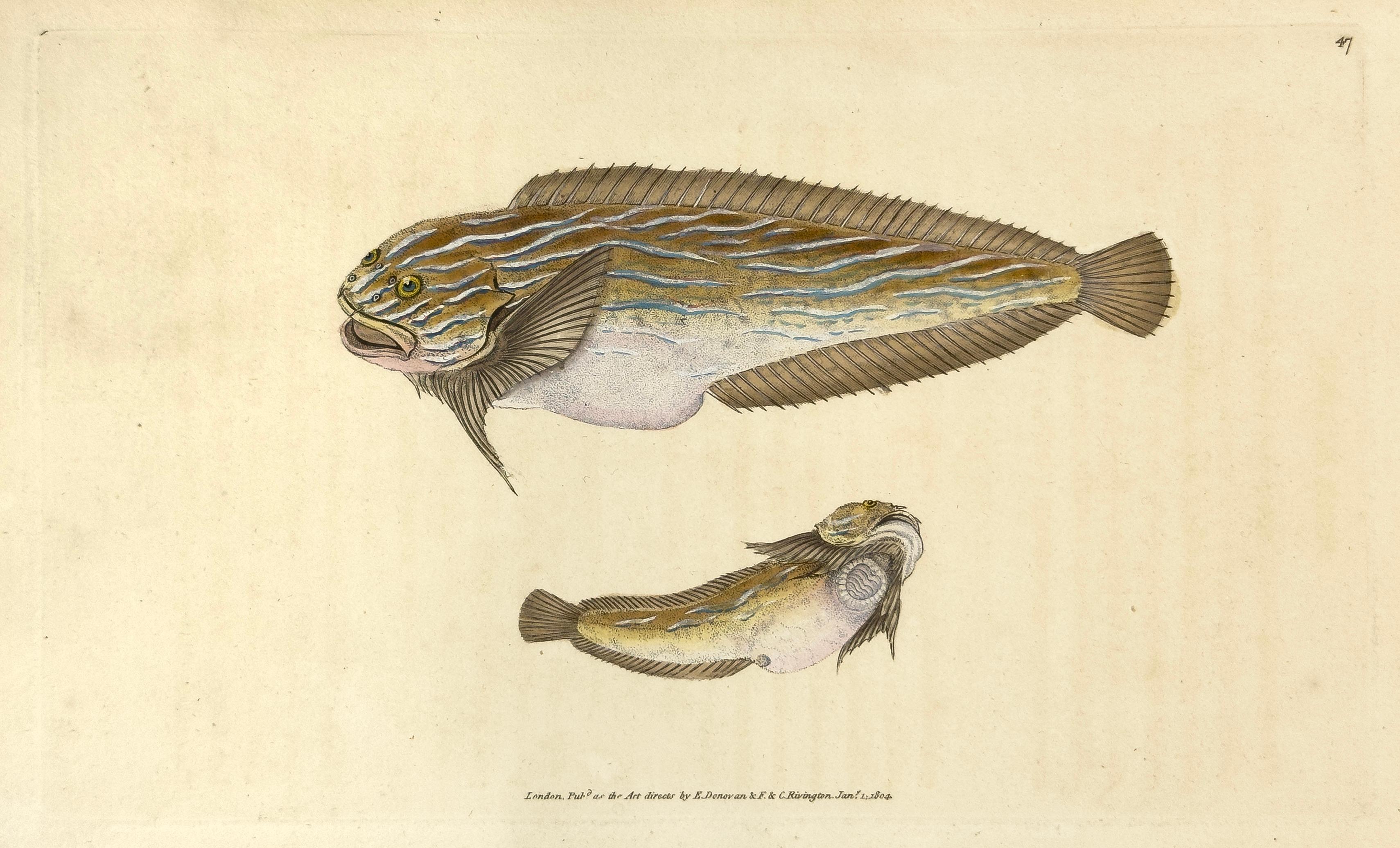 Edward Donovan Print – 47: Replikopterus liparis, „Unctuous Lump-Sucker“