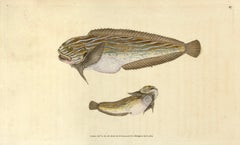 Antique 47: Cyclopterus liparis, Unctuous Lump-Sucker