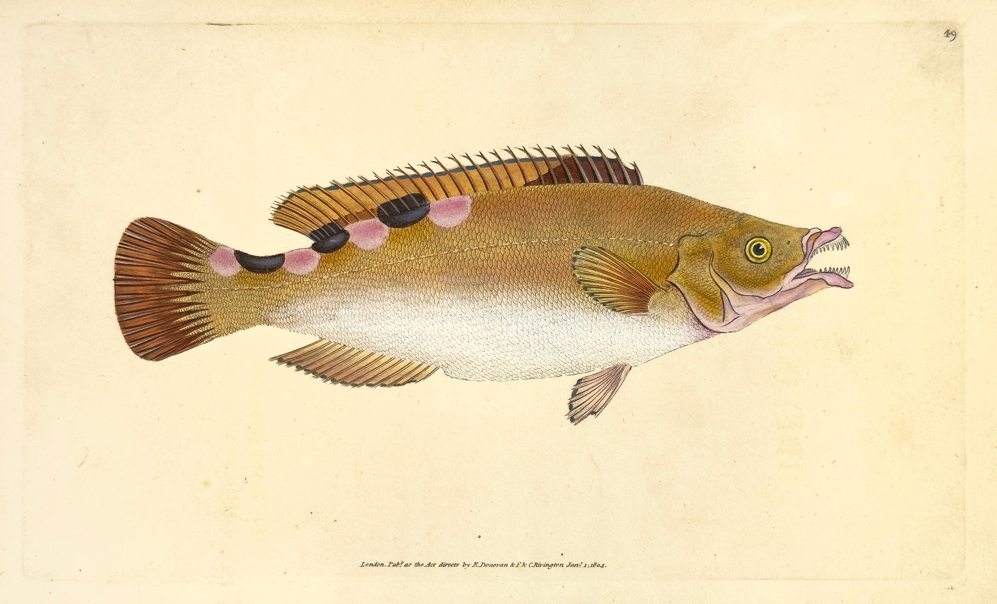 Print Edward Donovan - 49 : Labrus trimaculatus, Tramculé