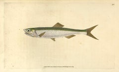 Antique 50: Clupea encrasicolus, Anchovy 