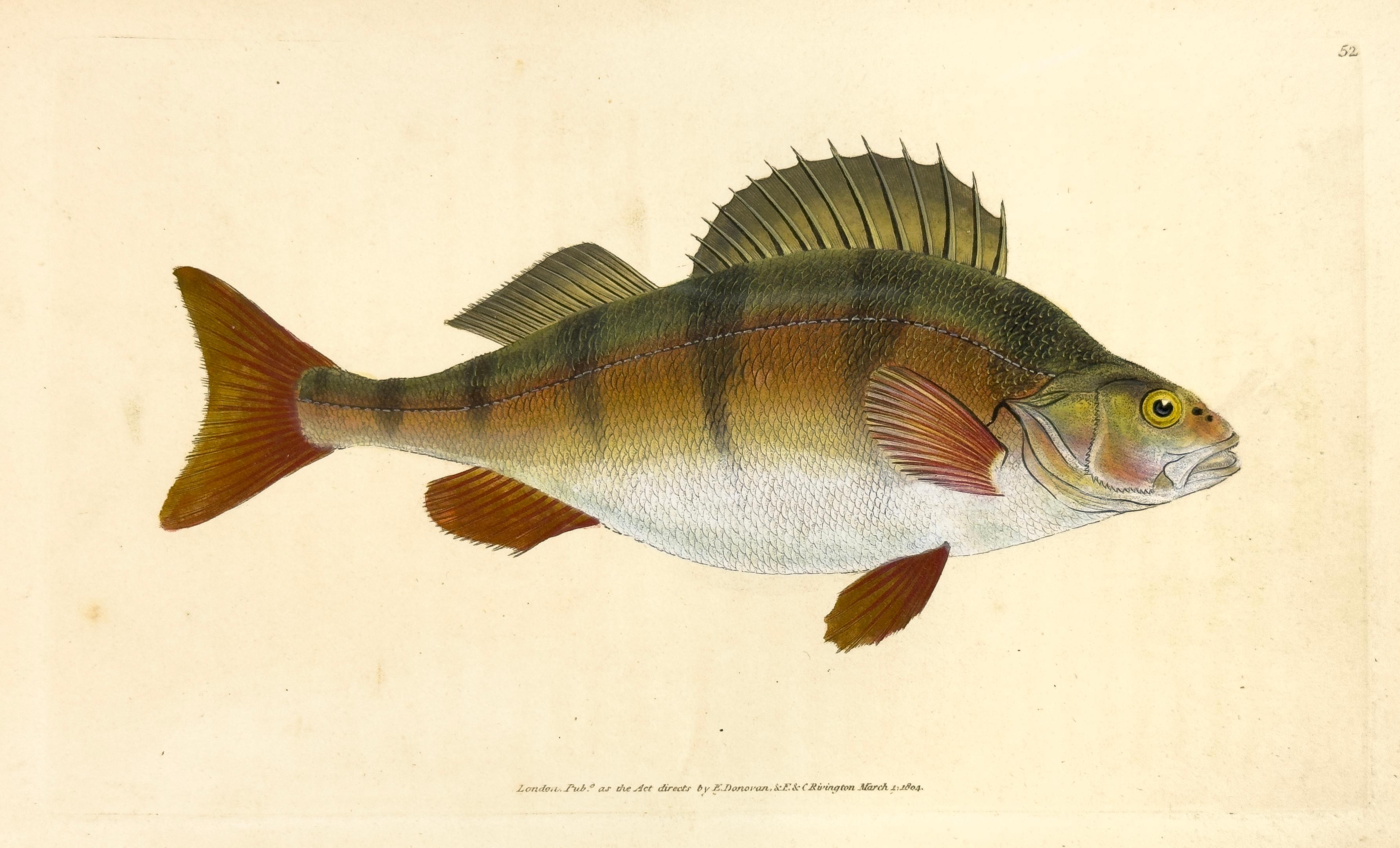 Edward Donovan Animal Print – 52: Perca Fluviatilis, Perch