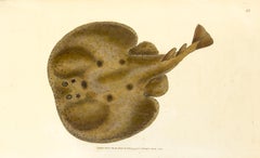 53 : Raja torpedo, Electric Ray