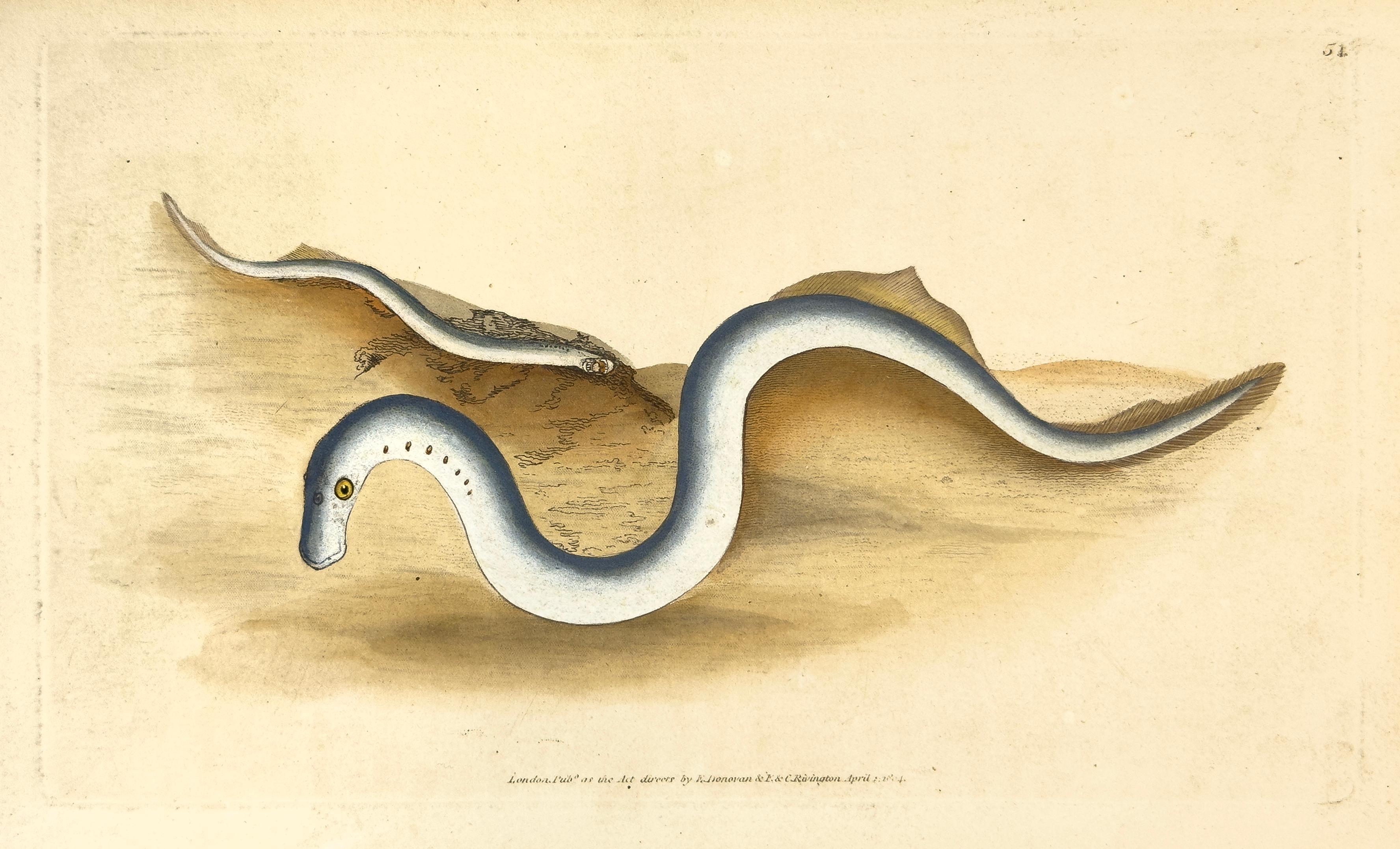 Edward Donovan Print - 54: Petromyzon fluviatilis, Lampern, or Lesser Lamprey