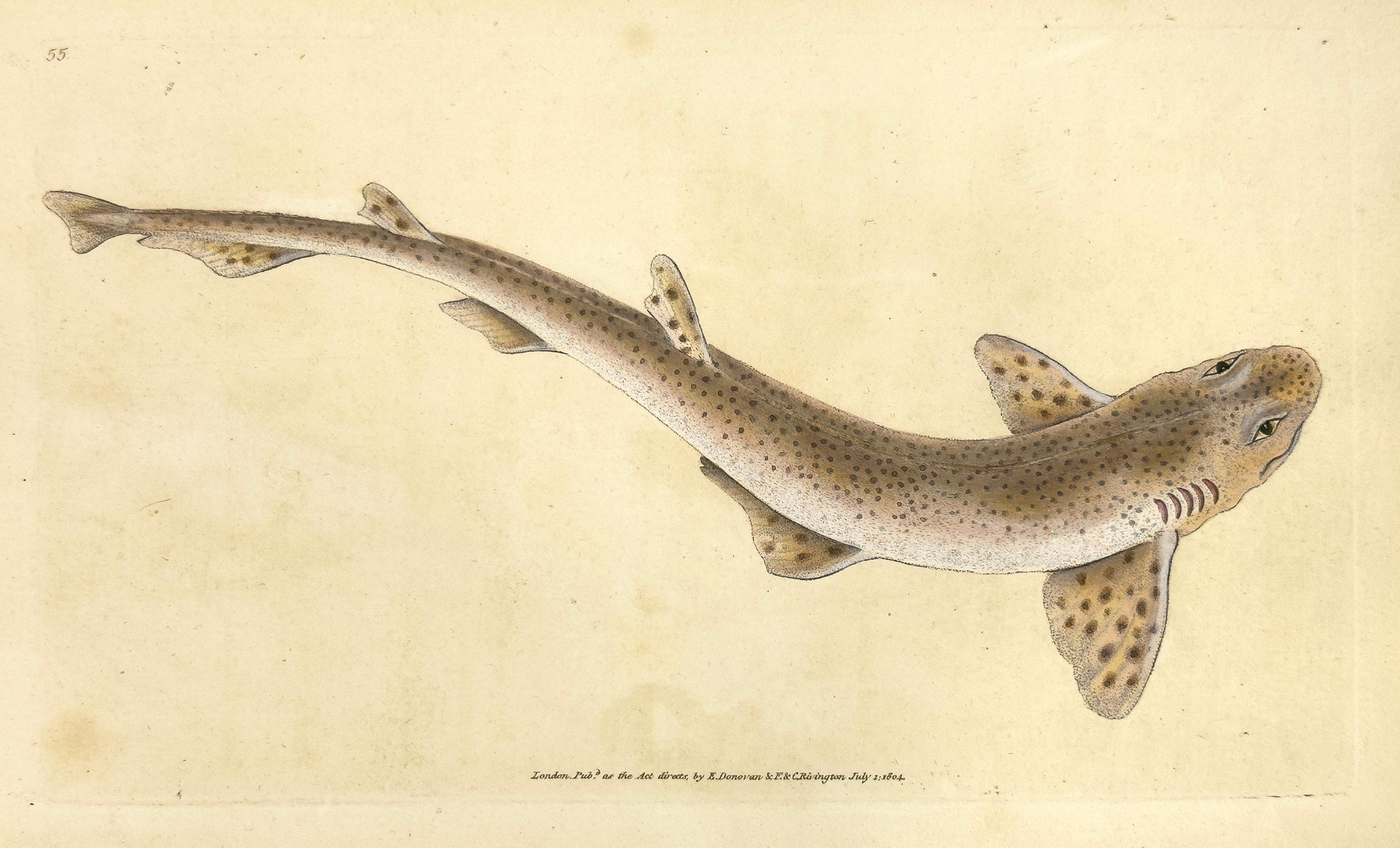 Edward Donovan Animal Print – 55: Squalus catulus, kleinere gepunktete Hai