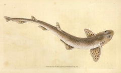 Antique 55: Squalus catulus, Lesser Spotted Shark