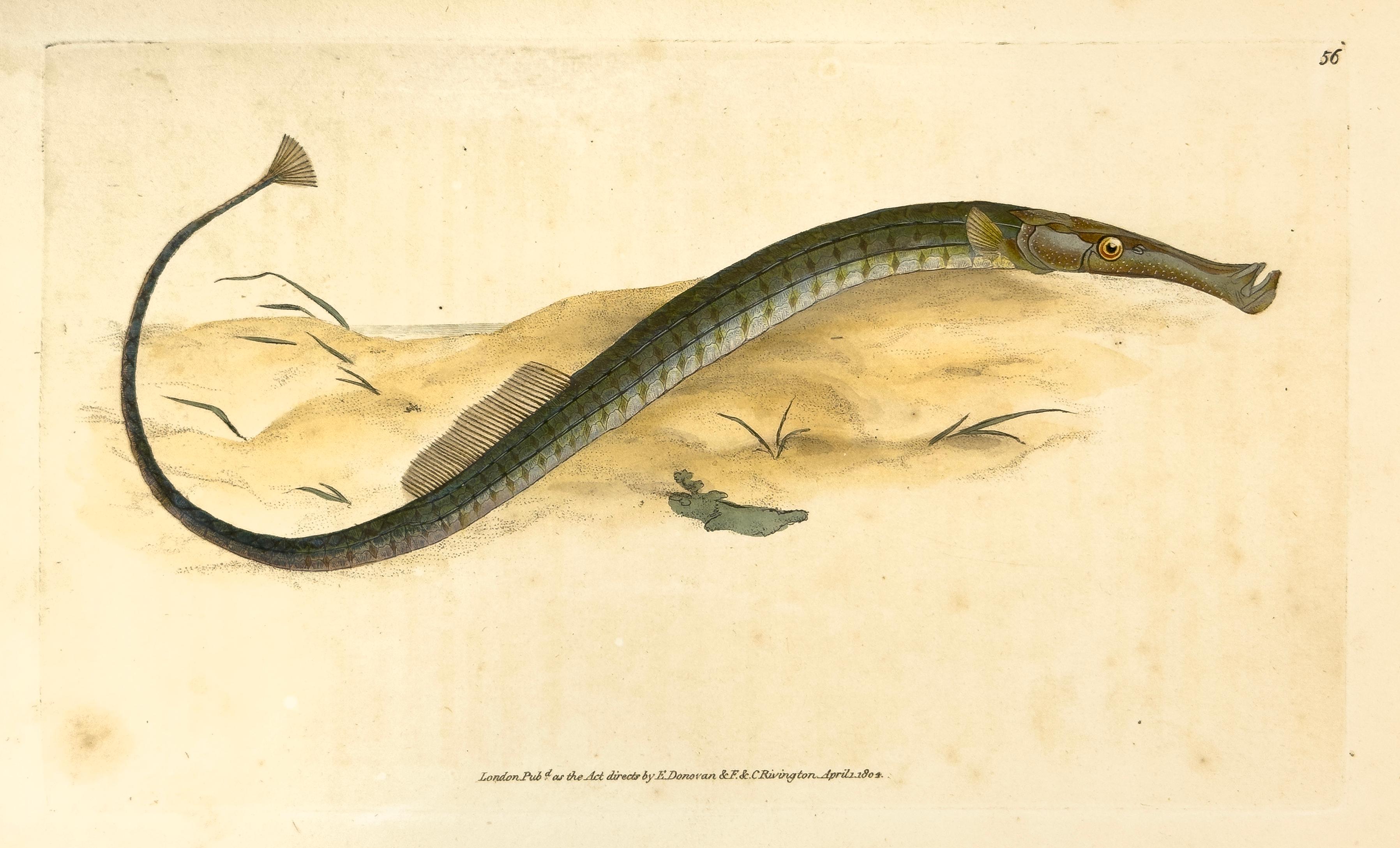 Edward Donovan Print - 56: Syngnathus typhle, Shorter Pipe-Fish