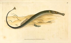 Antique 56: Syngnathus typhle, Shorter Pipe-Fish