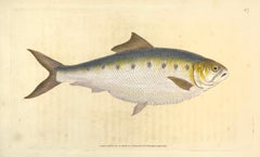 57: Clupea alosa, Shad