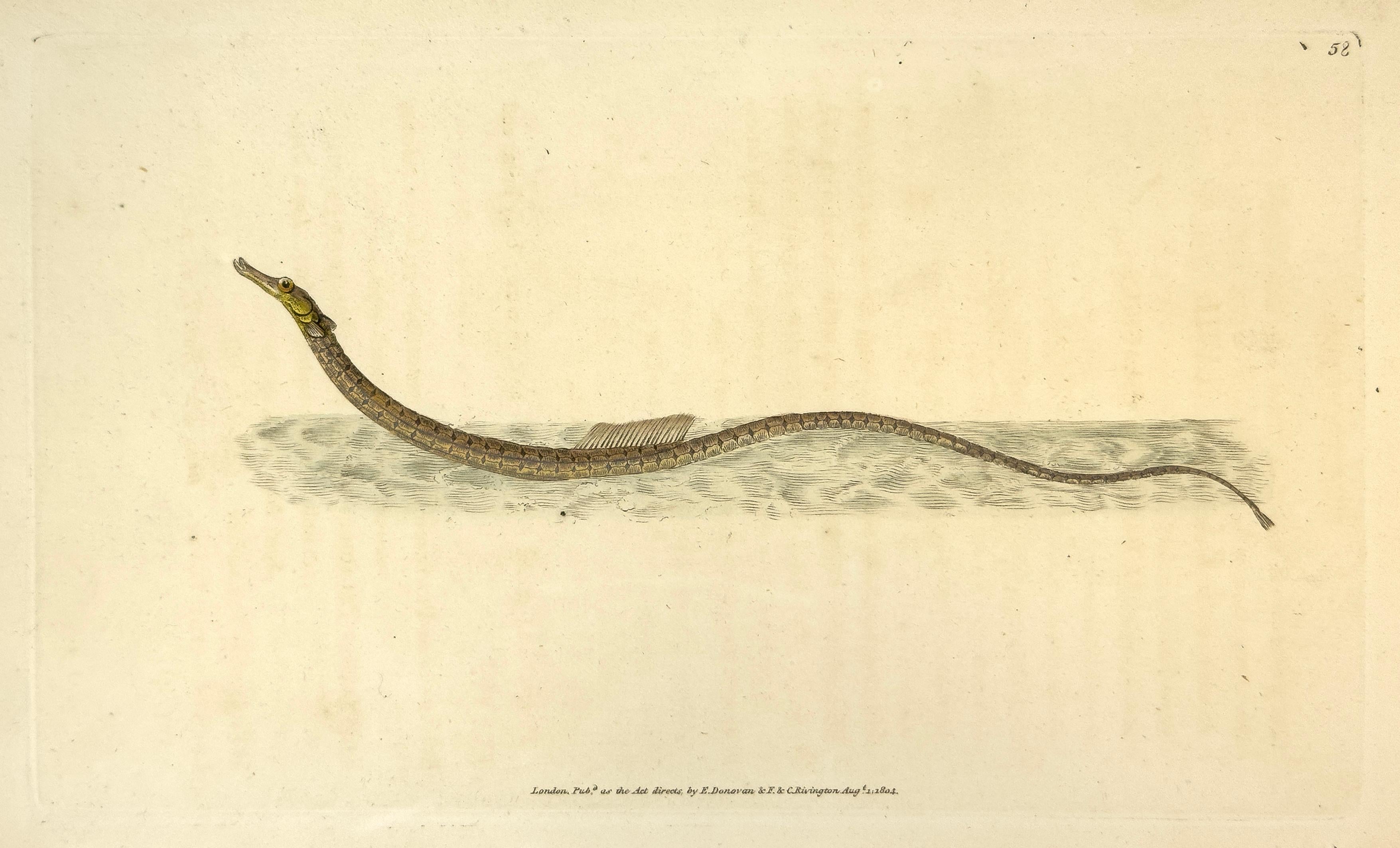 Edward Donovan Animal Print - 58: Syngnathus pelagicus, Pelagic Pipe-Fish