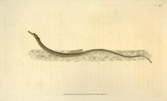 Antique 58: Syngnathus pelagicus, Pelagic Pipe-Fish