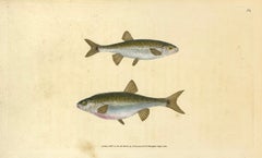 Antique 60: Cyprinus phoxinus, Minow