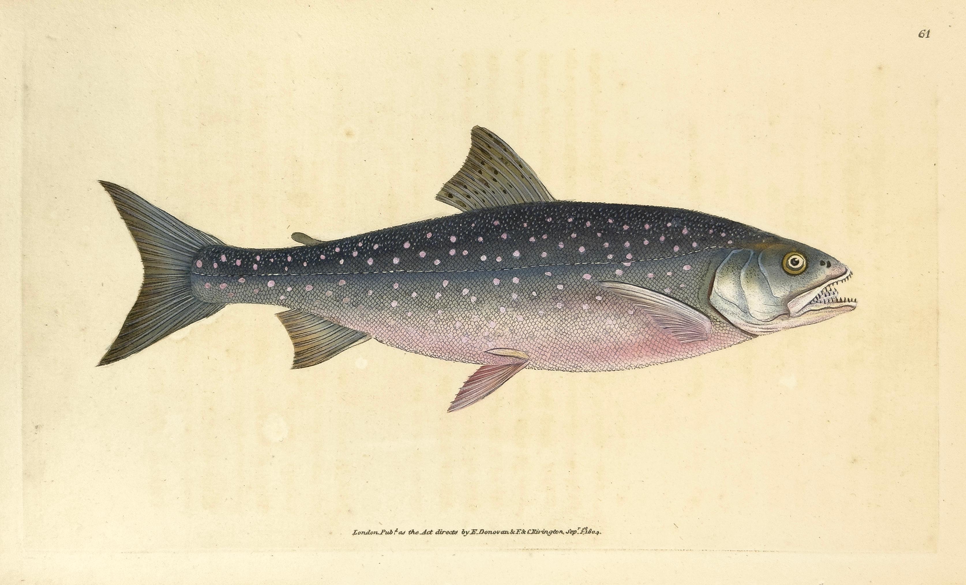 Animal Print Edward Donovan - 61 : Salmo alpin, saumon alpin
