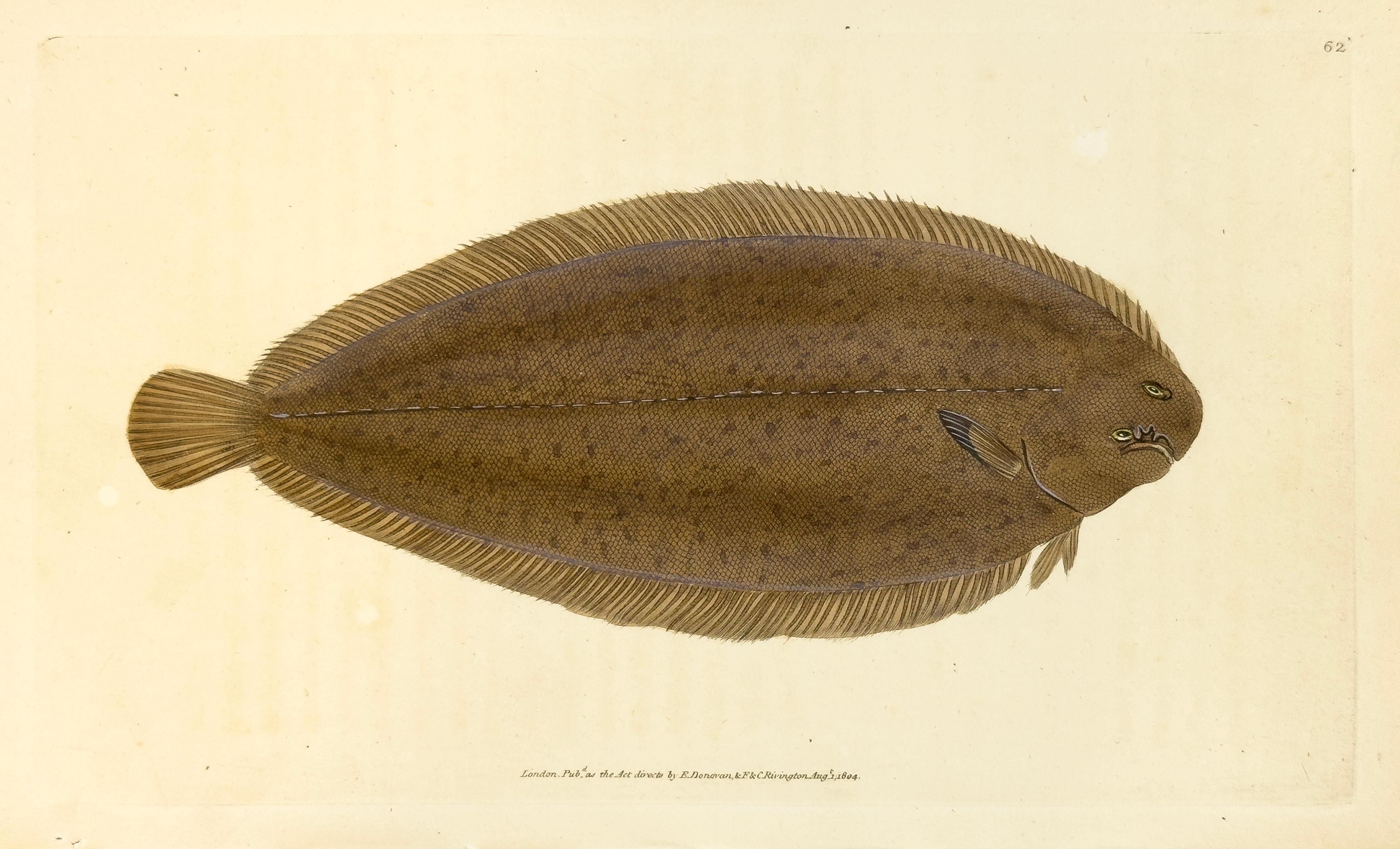 Edward Donovan Animal Print - 62: Pleuronectes solea, Common Sole