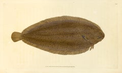 Antique 62: Pleuronectes solea, Common Sole