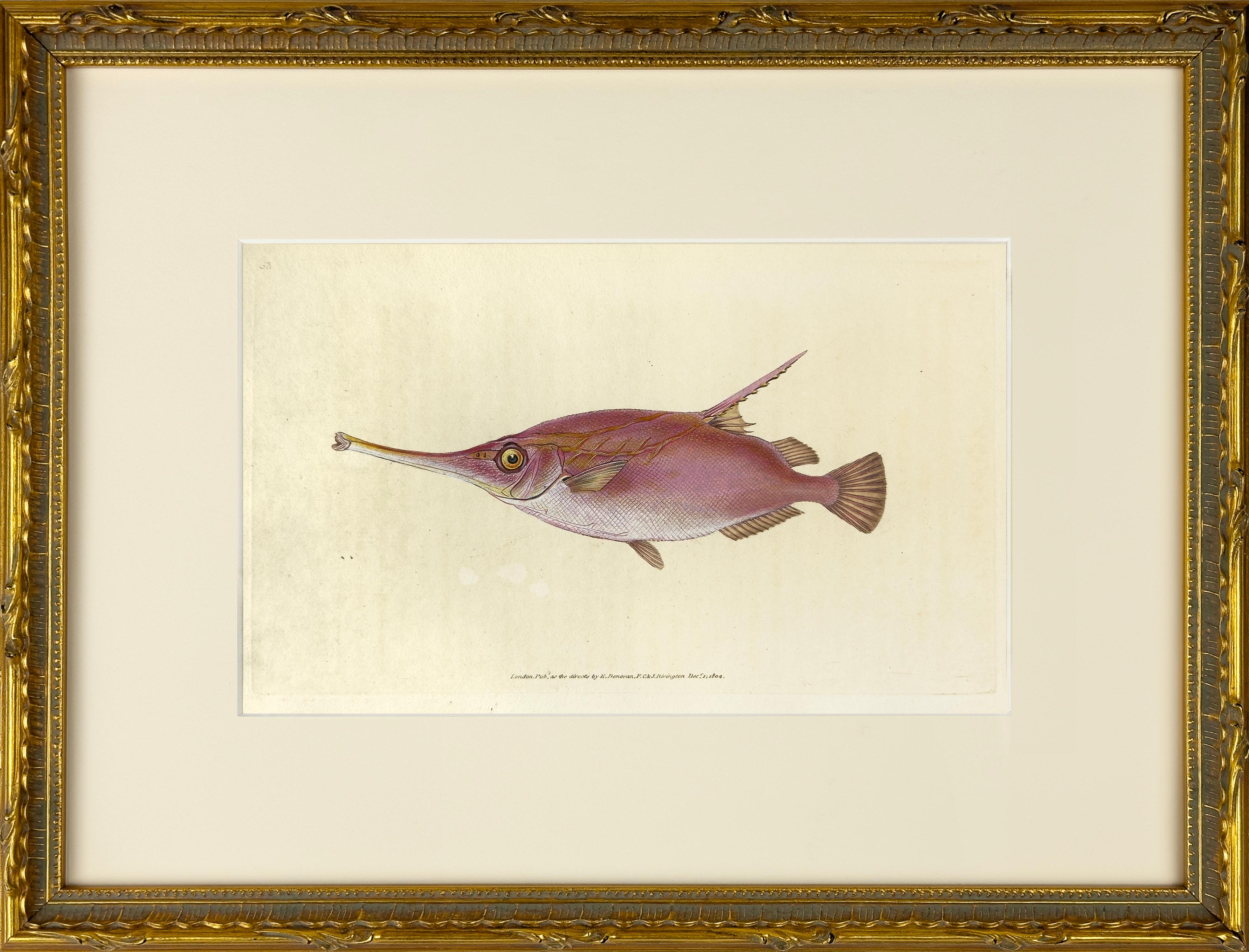 63: Centriscus Muschelax, Messer oder Trompetenfisch Fisch – Print von Edward Donovan