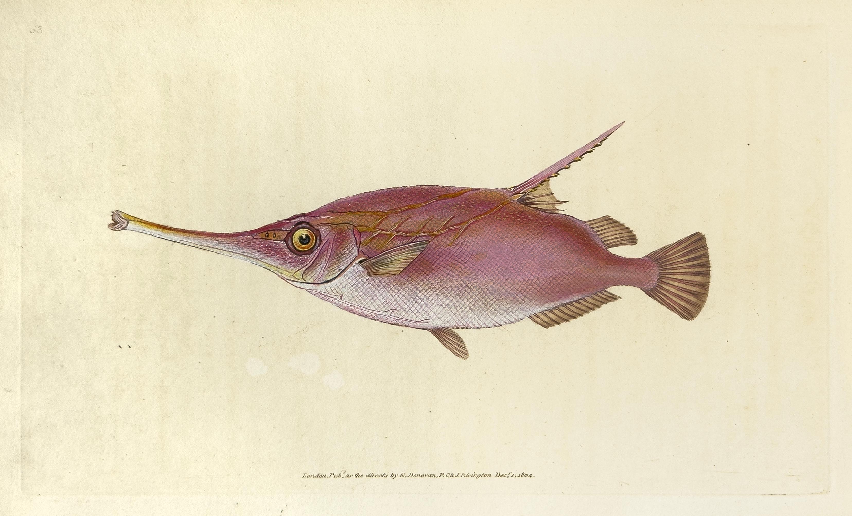 Edward Donovan Animal Print – 63: Centriscus Muschelax, Messer oder Trompetenfisch Fisch