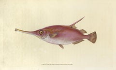 63: Centriscus scolopax, Agachadiza o Pez Trompeta