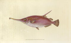 Used 63: Centriscus scolopax, Snipe or Trumpet Fish