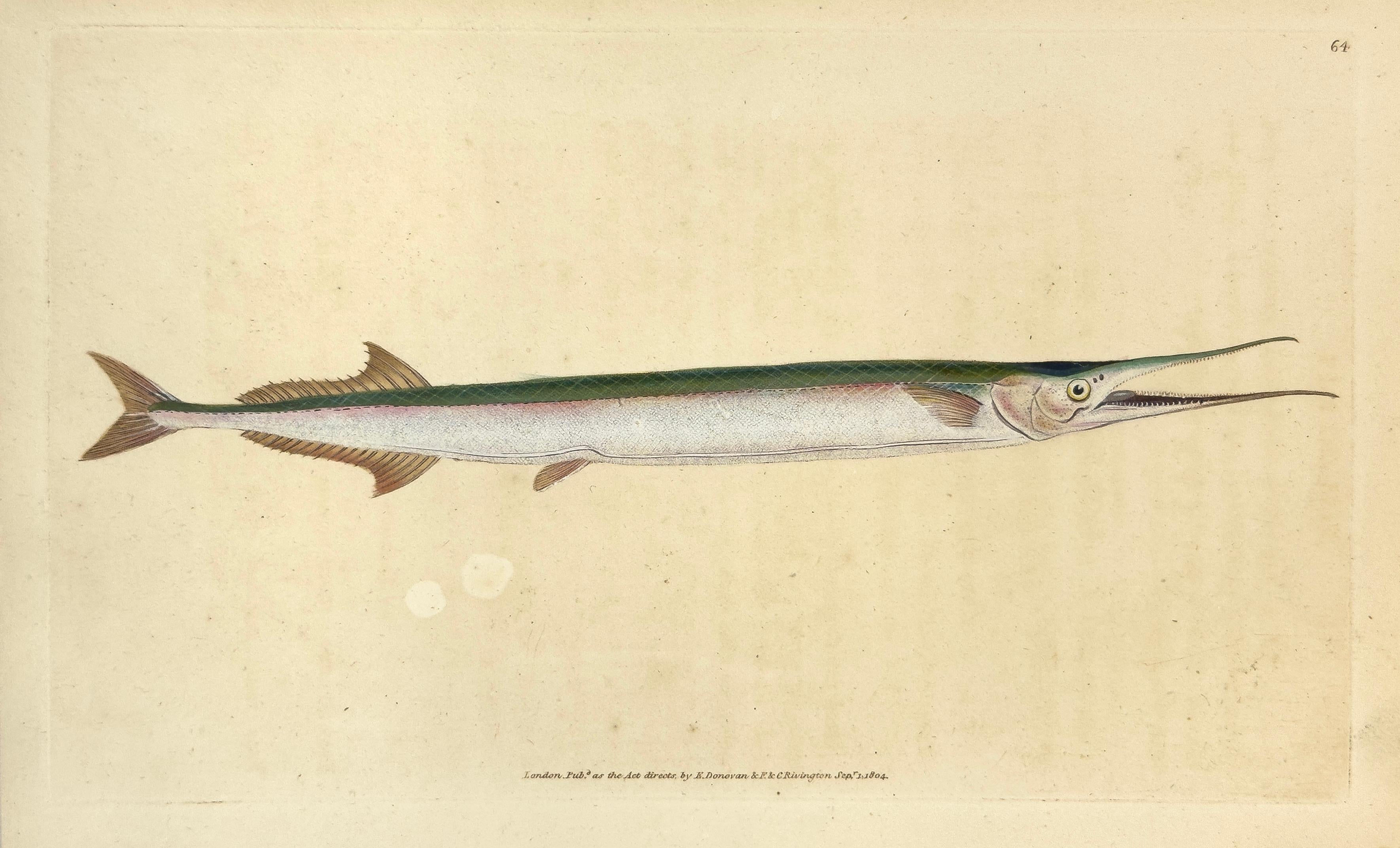 Print Edward Donovan - 64 : Esox belone, brochet de mer ou orphie