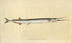 Antique 64: Esox belone, Sea Pike or Gar Fish