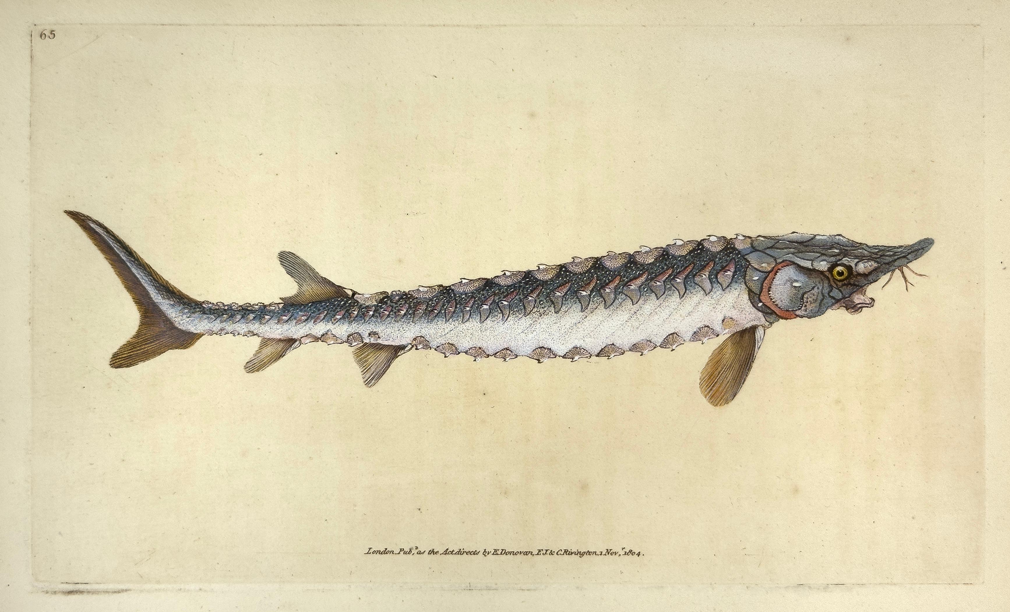 Edward Donovan Print – 65: Acipenser Sturio, Common Sturgeon