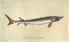 65: Acipenser Sturio, Common Sturgeon