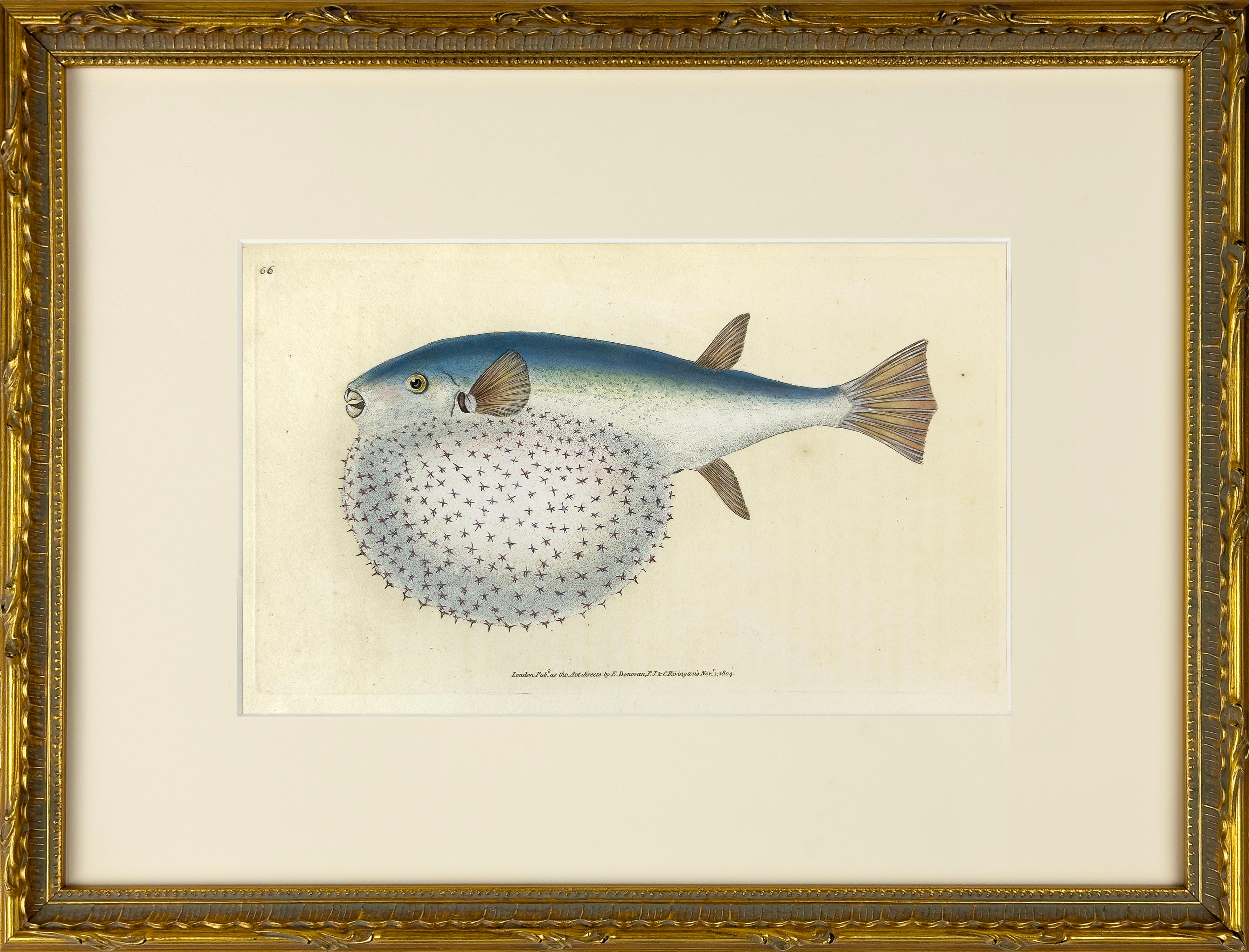 66: Tetrodon stellatus, Stellated Globe-Fish - Print by Edward Donovan
