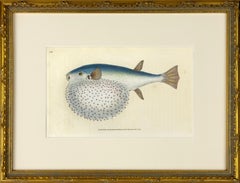 66: Tetrodon stellatus, pesce globicefalo stellato