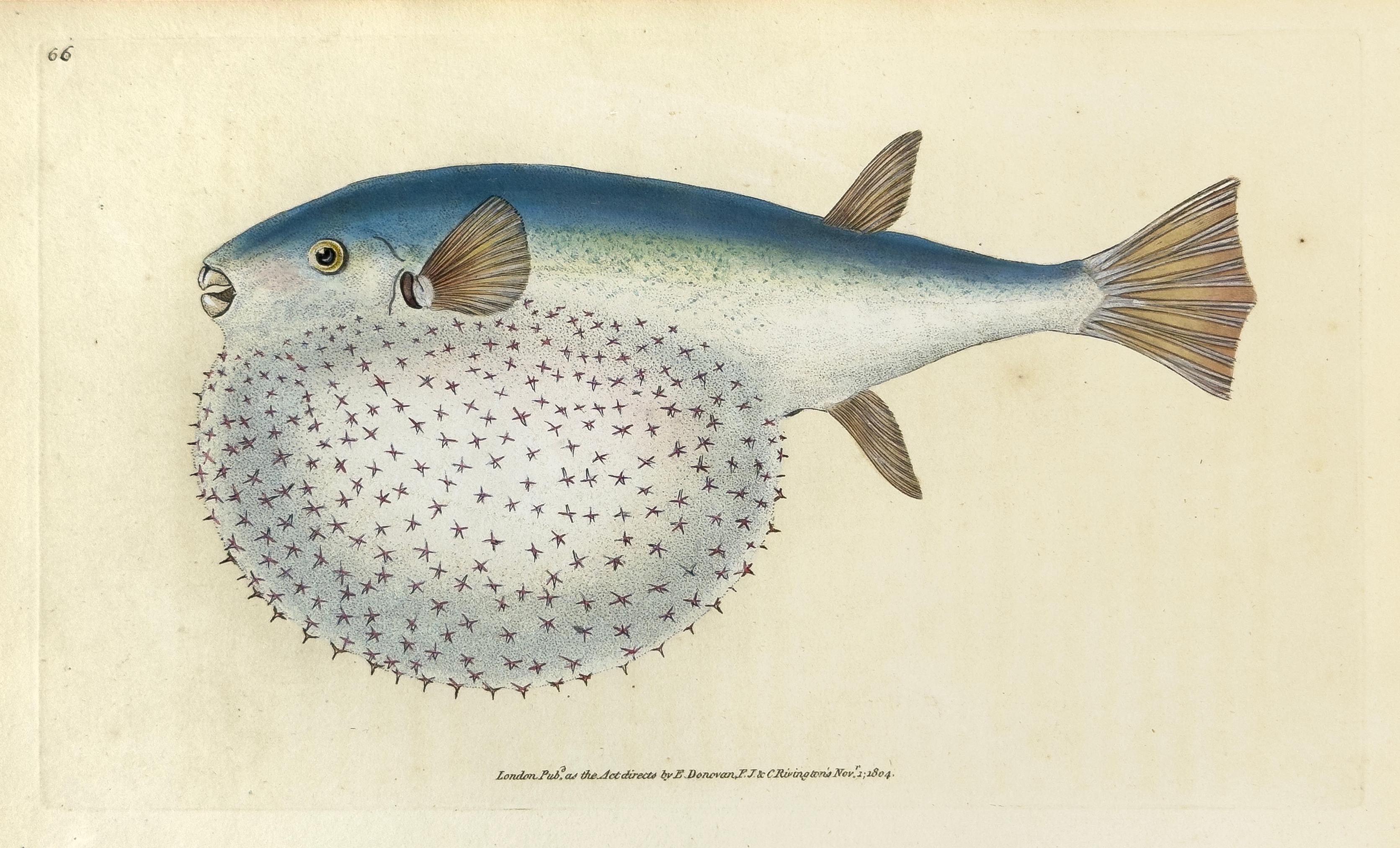 Edward Donovan Animal Print – 66: Tetrodon Stellatus Stellatus, Stellated Globe-Fish