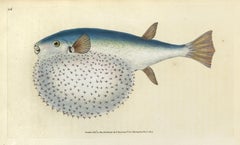 66: Tetrodon stellatus, Stellated Globe-Fish