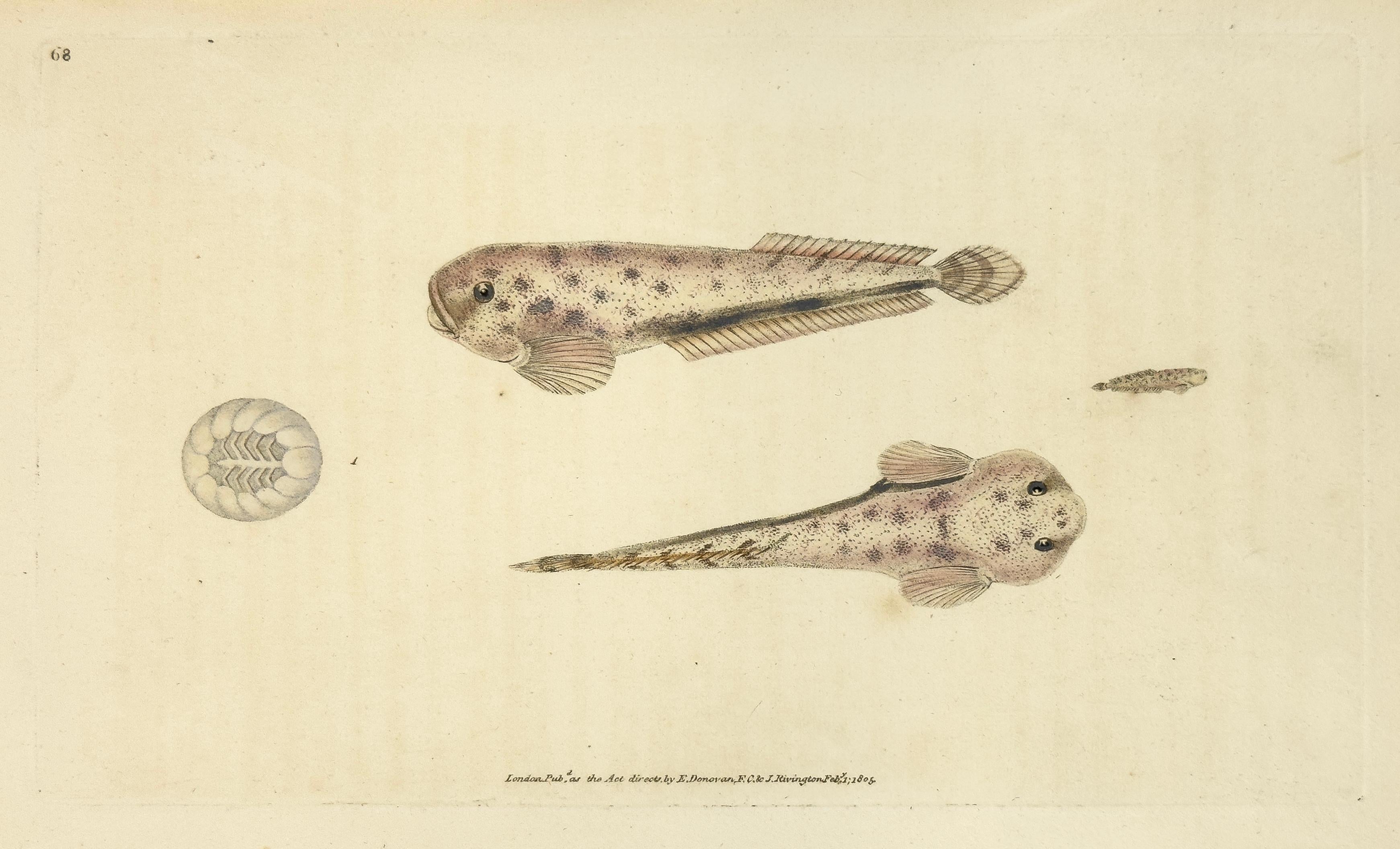 Animal Print Edward Donovan - 68 : Cyclopterus montagui, Lump-Sucker diminutif
