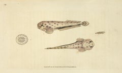 Antique 68: Cyclopterus montagui, Diminuative Lump-Sucker