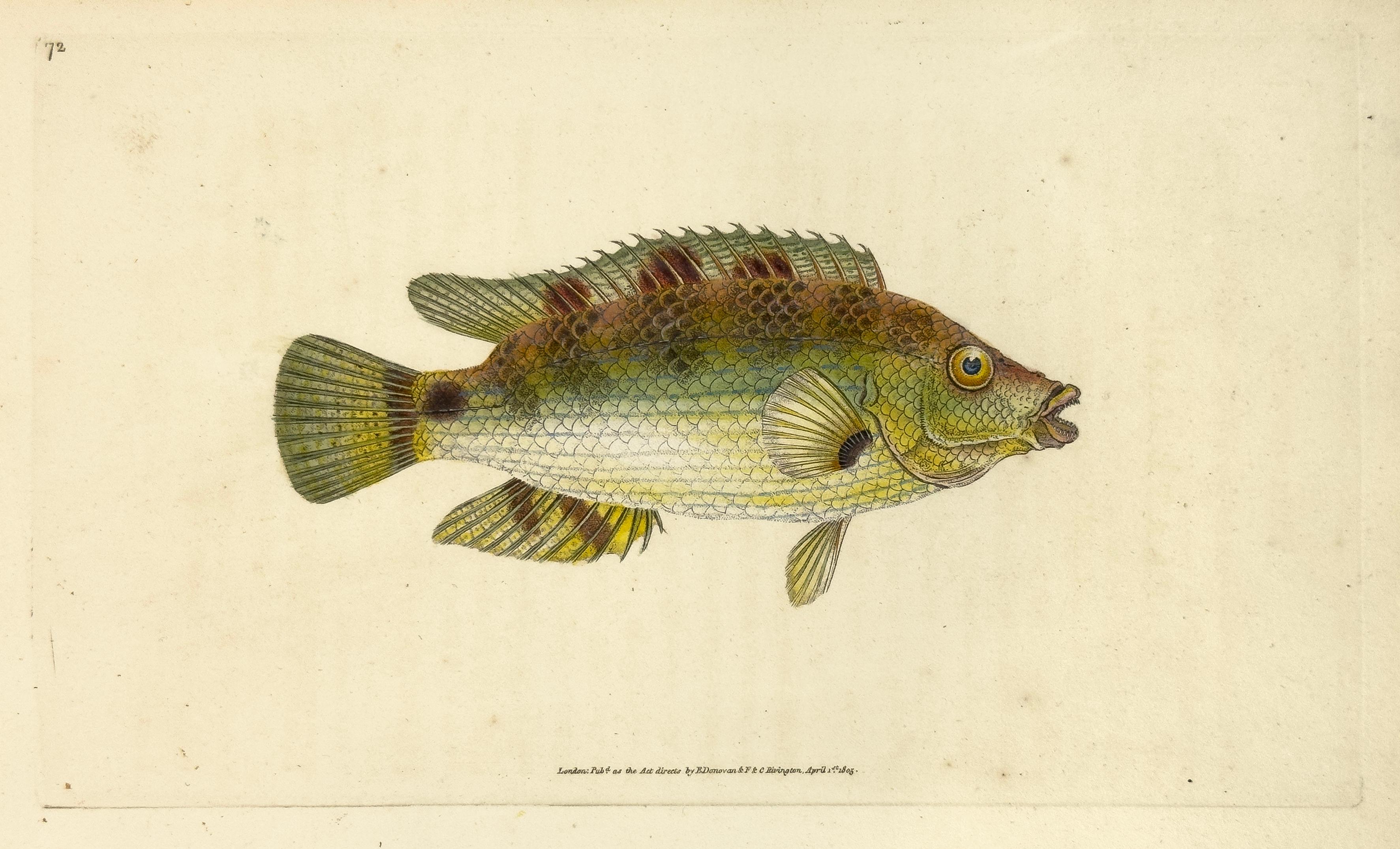 Edward Donovan Animal Print - 72: Labrus cornubius, Goldfinny