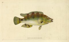 72 : Labrus cornubius, Goldfinny