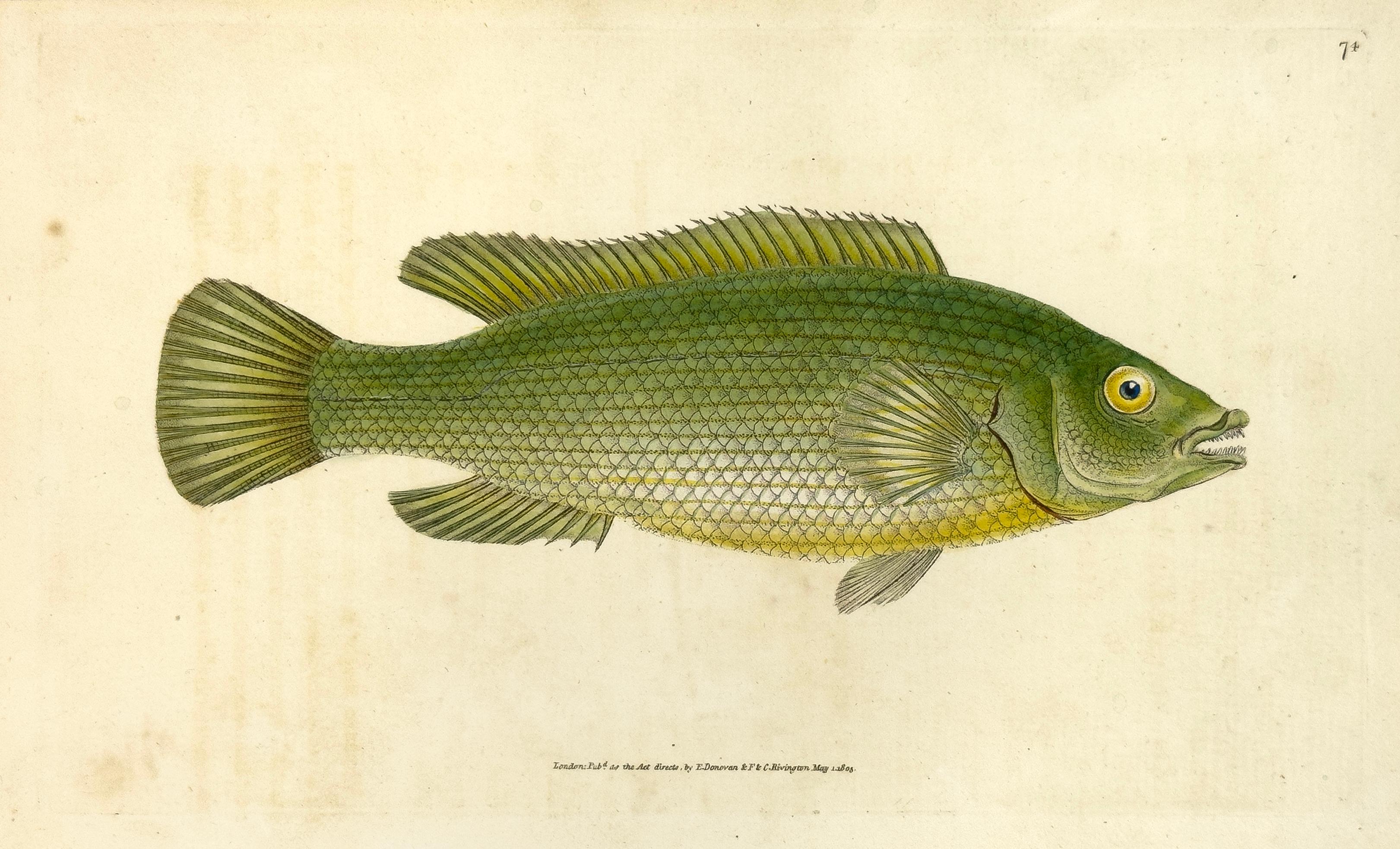 Edward Donovan Print – 74: Labrus lineatus, Gestreifter Lippfisch
